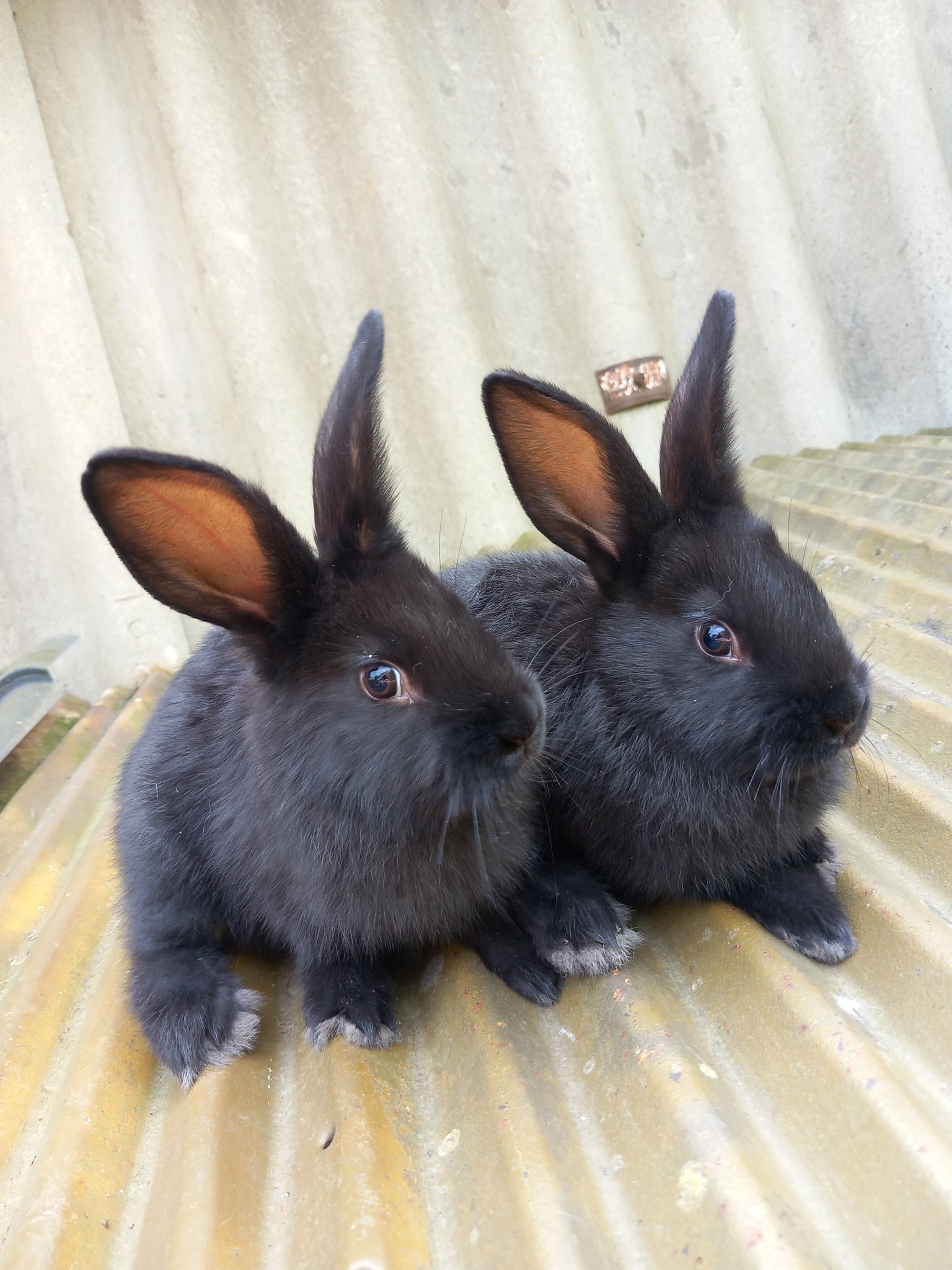 ბოცვრები