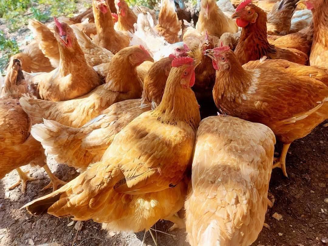 ეკვერცხულ მეხორცული ჯიშის წიწილები