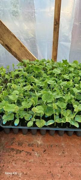 ჩითირები