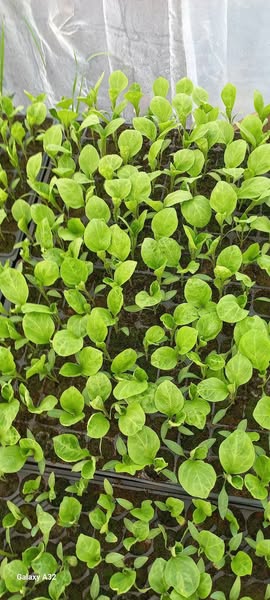 ჩითირები