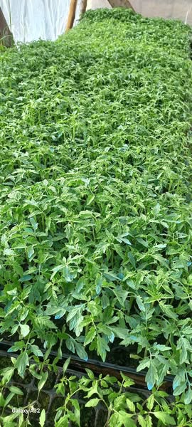 ჩითირები