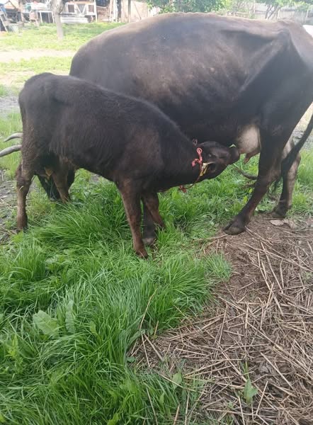 ხბოიანი ძროხა