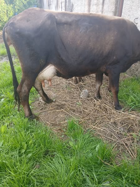 ხბოიანი ძროხა