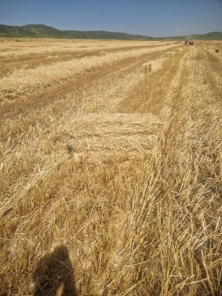 ქერის პრესი