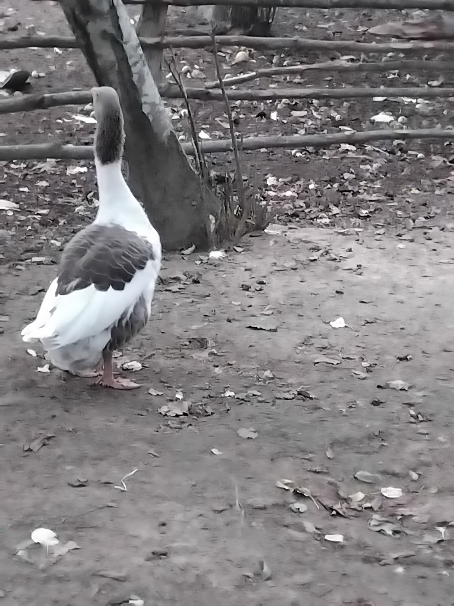 ჯავახური ბატები