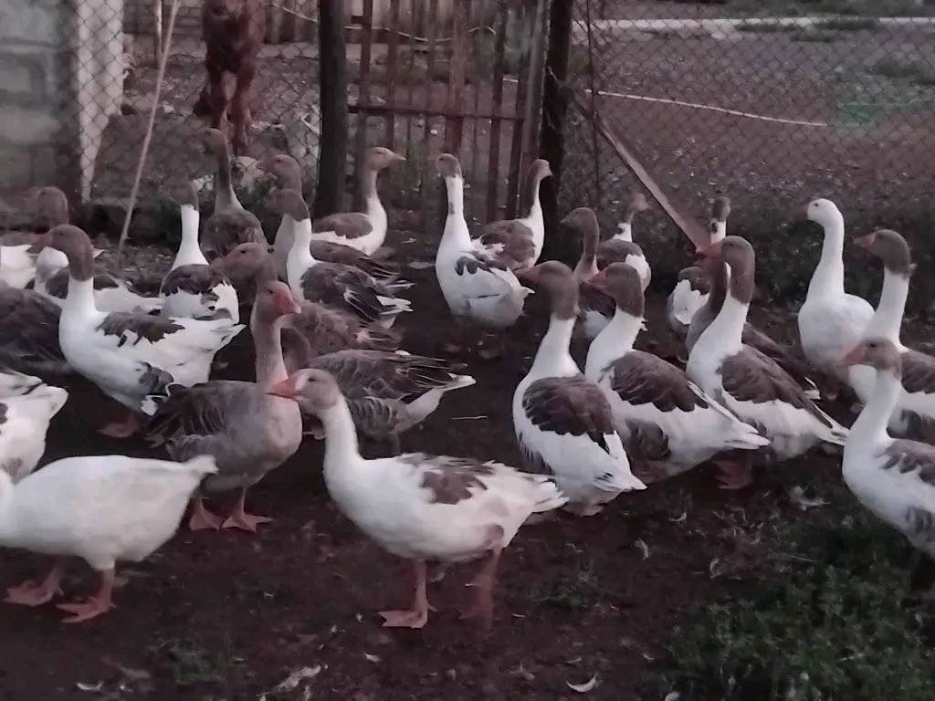 ჯავახური ბატები