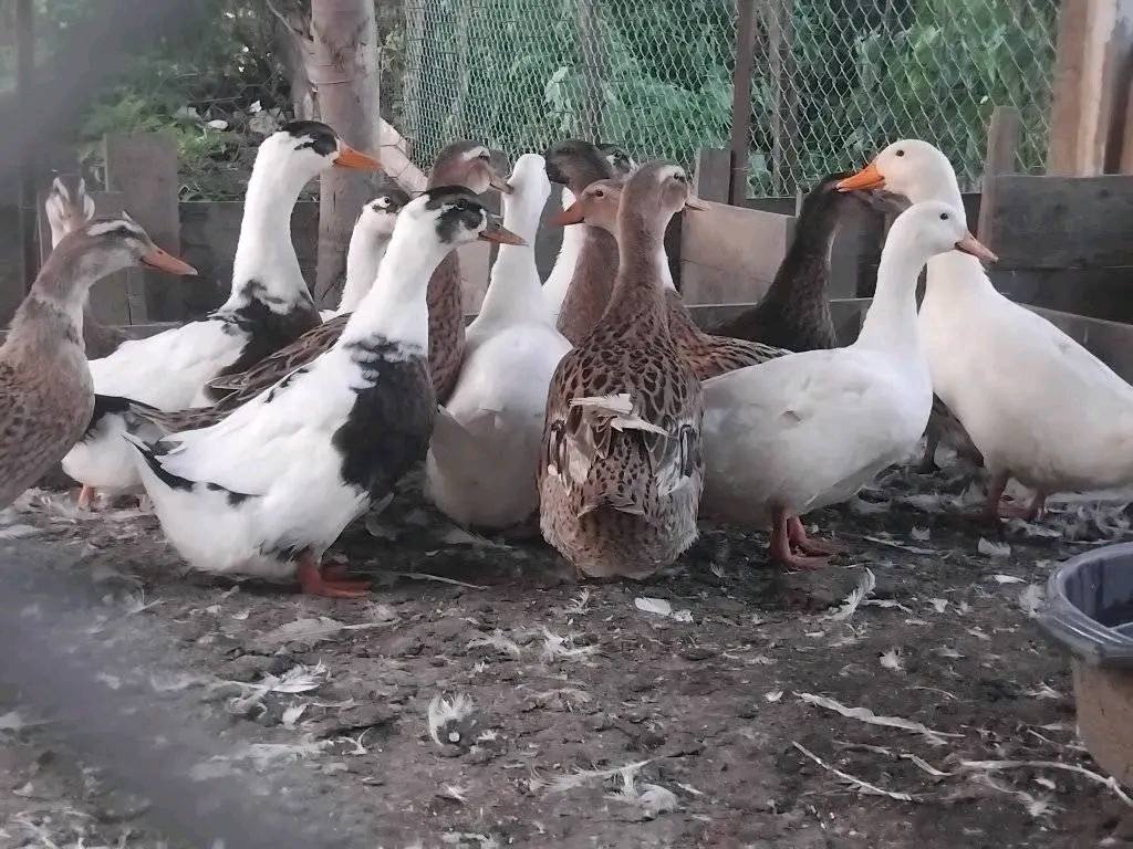 ჯავახური ბატები