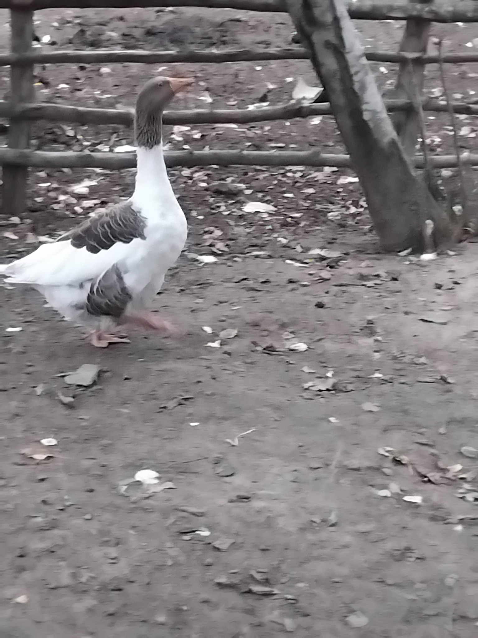 ჯავახური ბატები