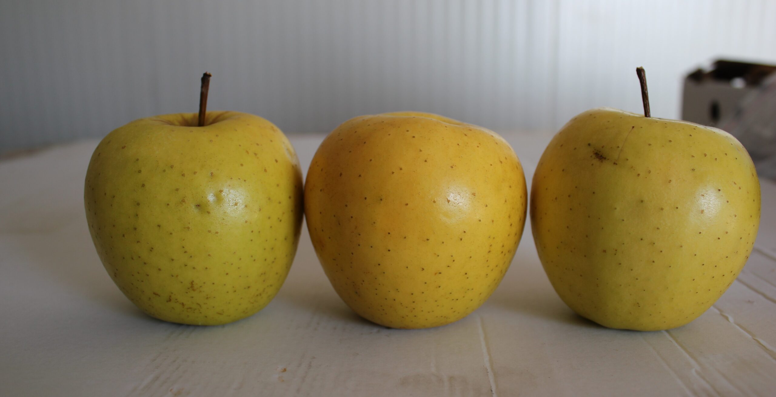 ვაშლი, გოლდენი