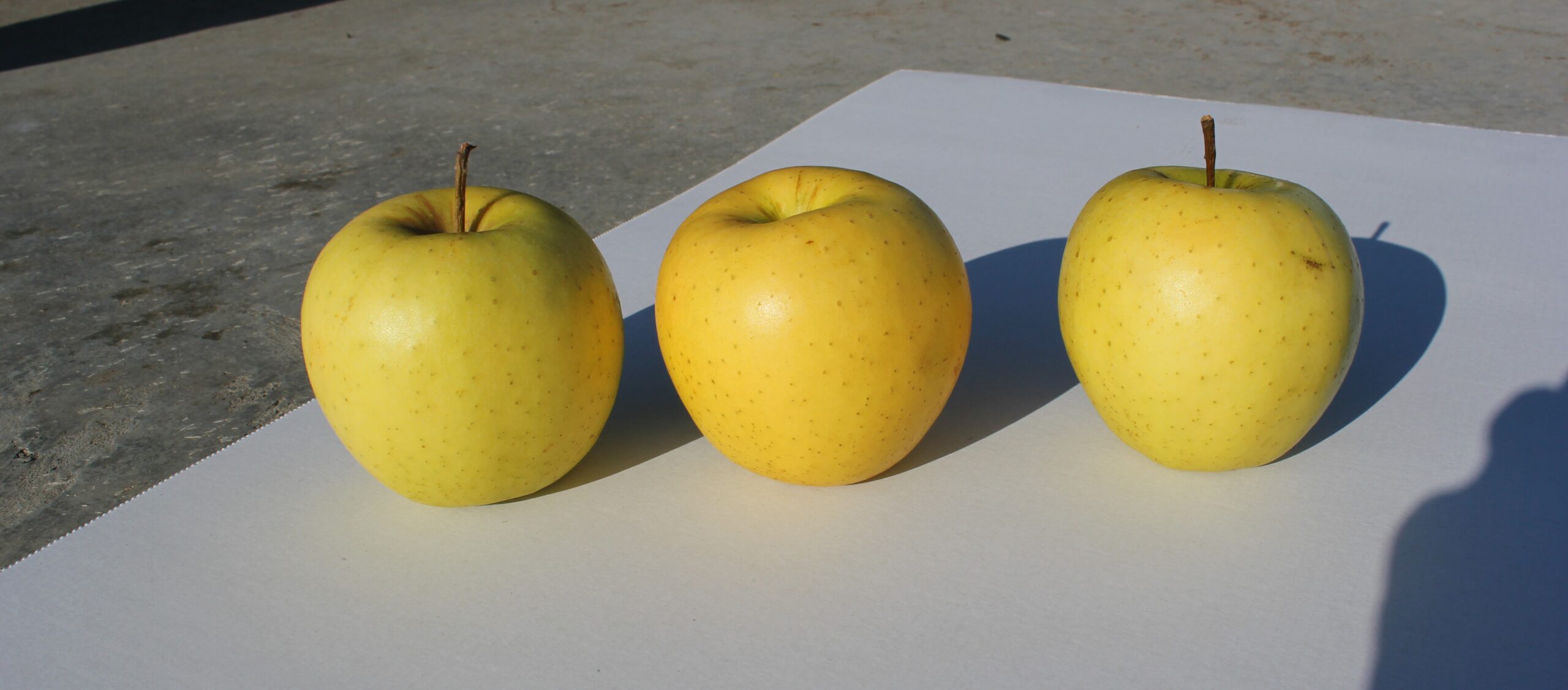 ვაშლი, გოლდენი