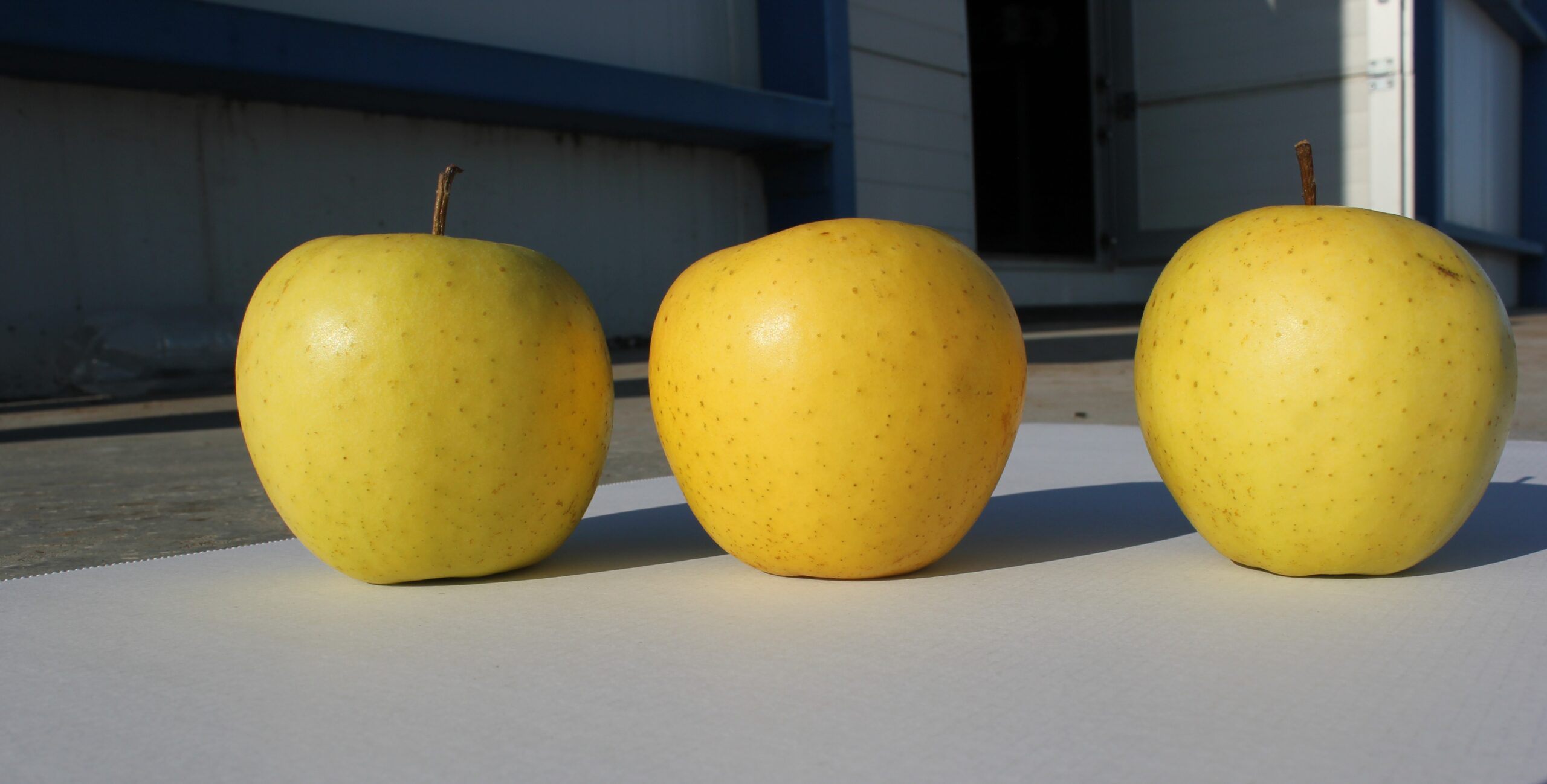 ვაშლი, გოლდენი