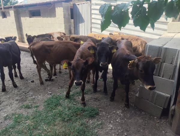 დეკეული, მოზვერი