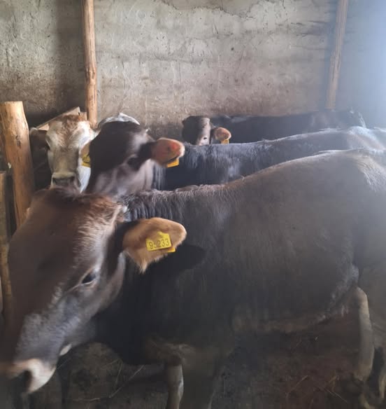 მოზვრები