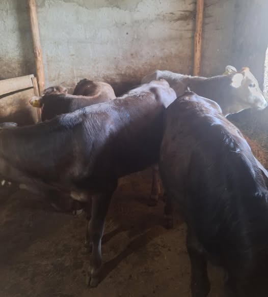 მოზვრები