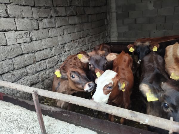 დეკეული, მოზვერი