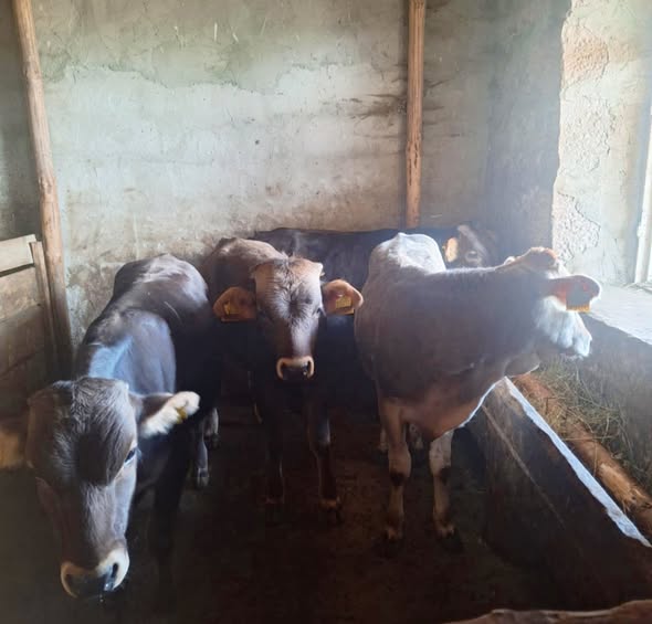 მოზვრები