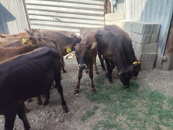 დეკეული, მოზვერი