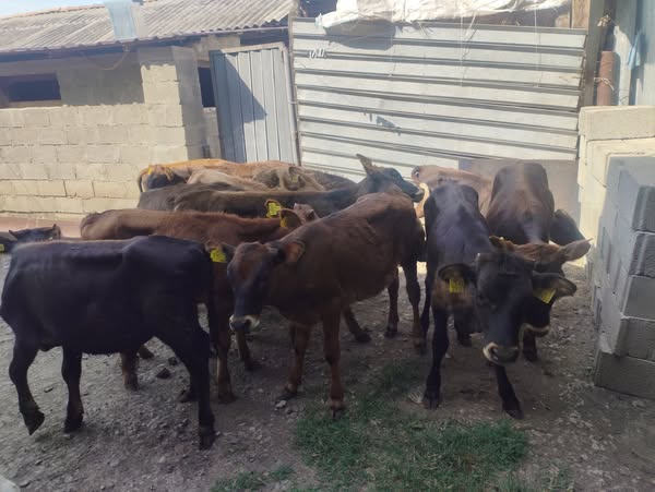 დეკეული, მოზვერი