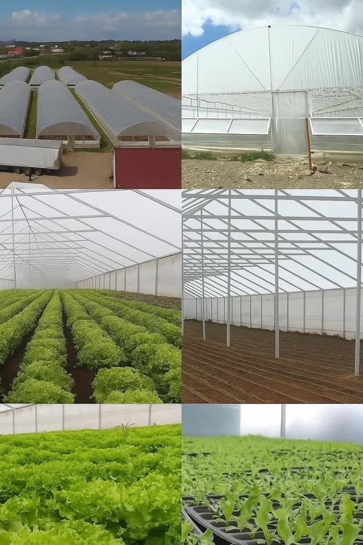 სასათბურე მეურნეობა, სათბური