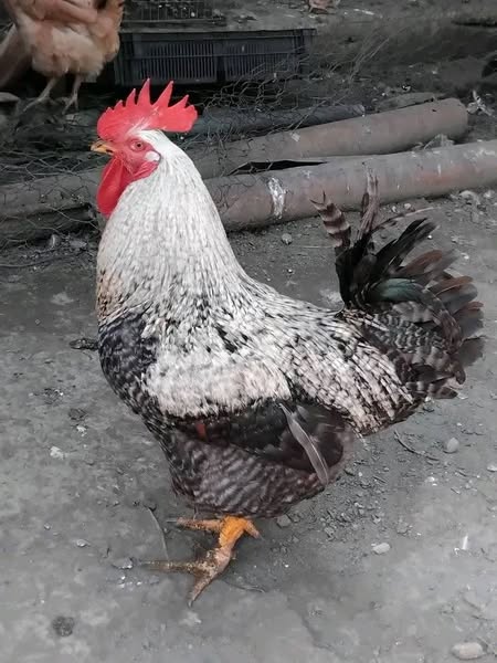 სუპერ ხარკოს წიწილები