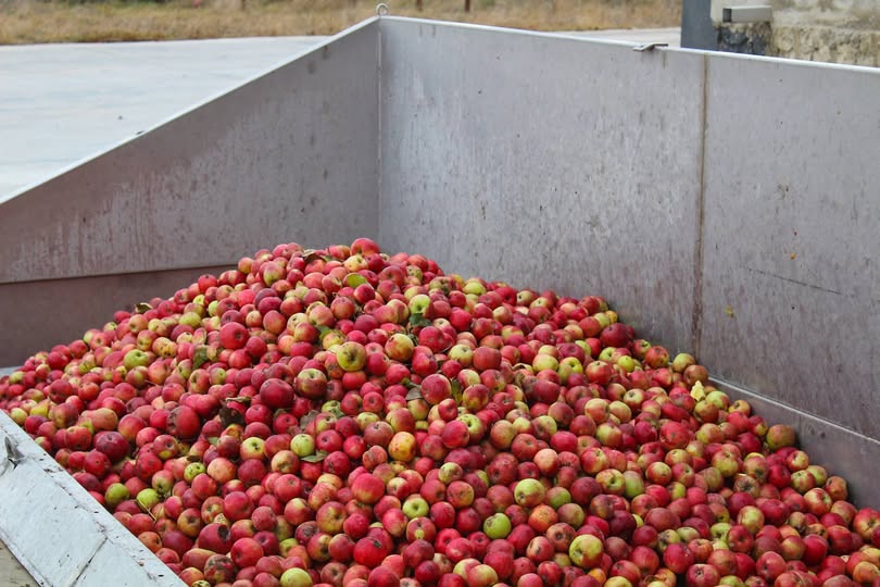 ჩავიბარებ ვაშლს