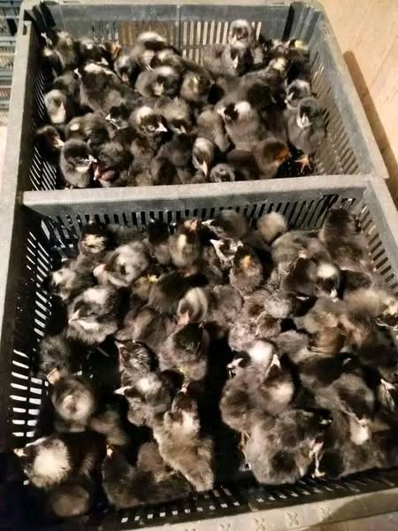 სუპერ ხარკოს წიწილები