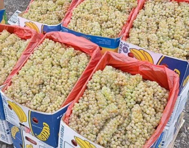 ყურძენი, რქაწიტელი