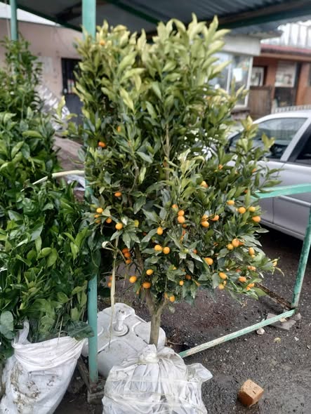 ციტრუსის ნერგები