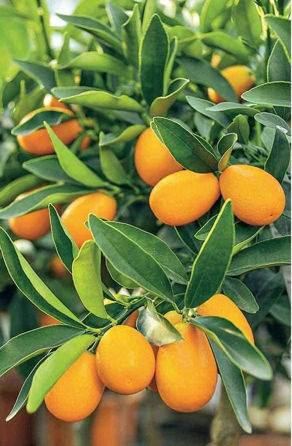 ციტრუსის ნერგები