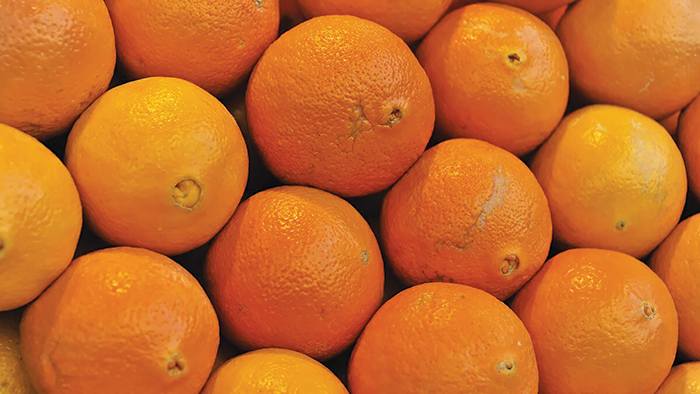 ციტრუსის ნერგები