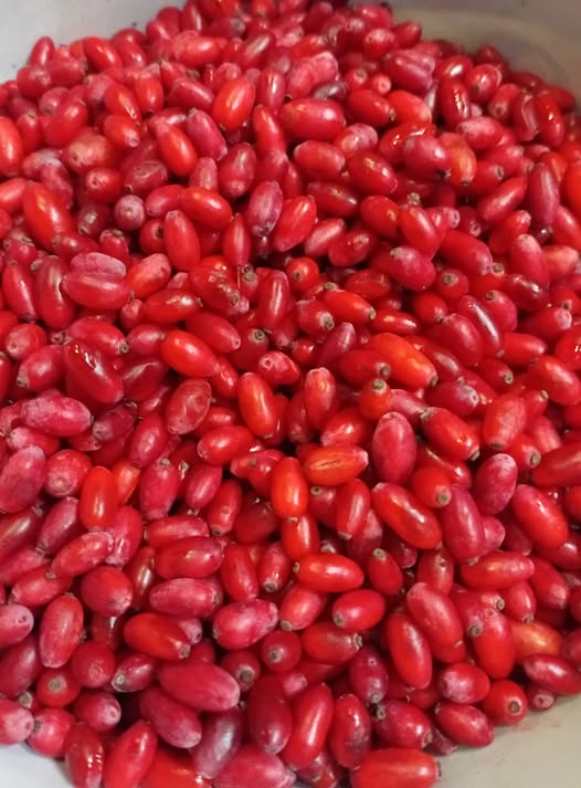 კოწახური