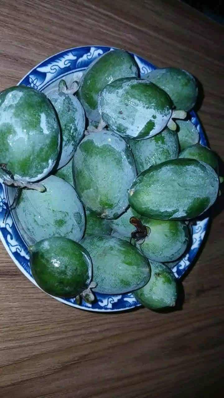 ციტრუსის ნერგები