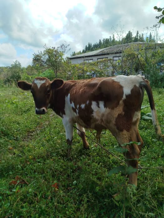 მოზვერი