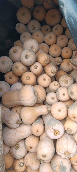 გოგრა, კვახი