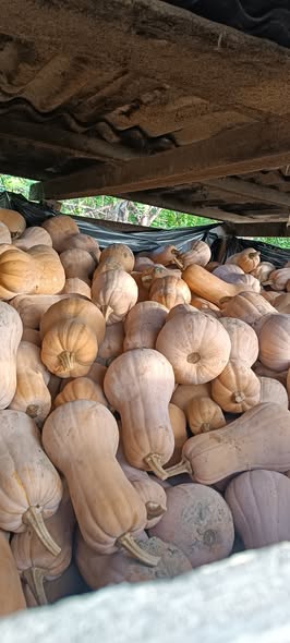 გოგრა, კვახი