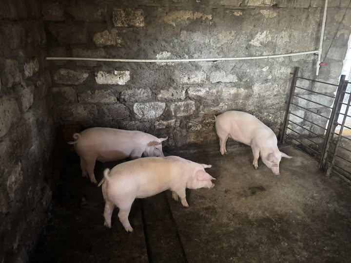 ღორი, ბურვაკი