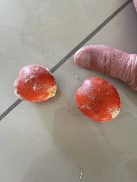 ციპასის პალმის თესლი