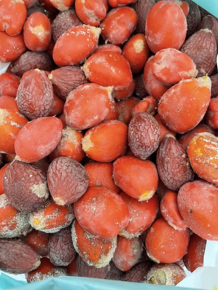 ციპასის პალმის თესლი