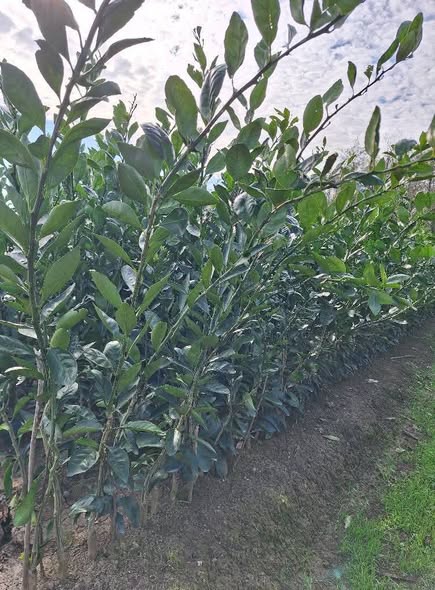 ციტრუსის ნერგები