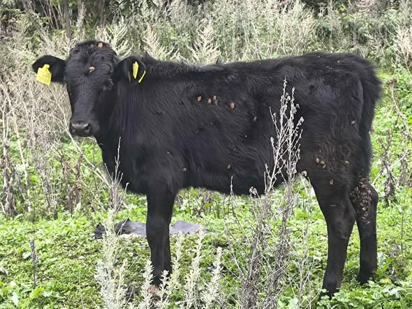 ძროხა, დეკეული