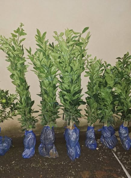 ციტრუსის ნერგები