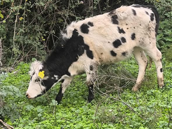 ძროხა, დეკეული