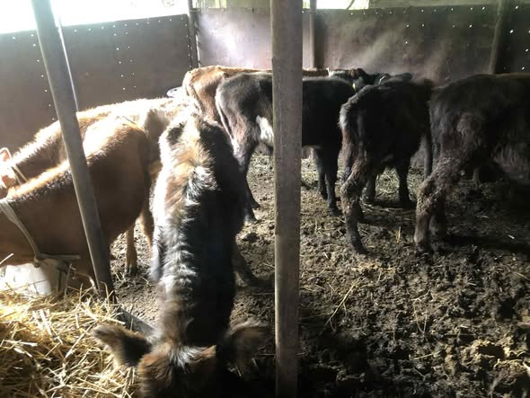 მოზვერი