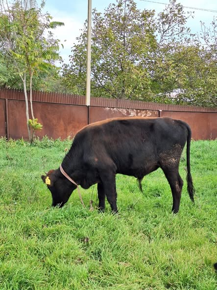 მოზვერი