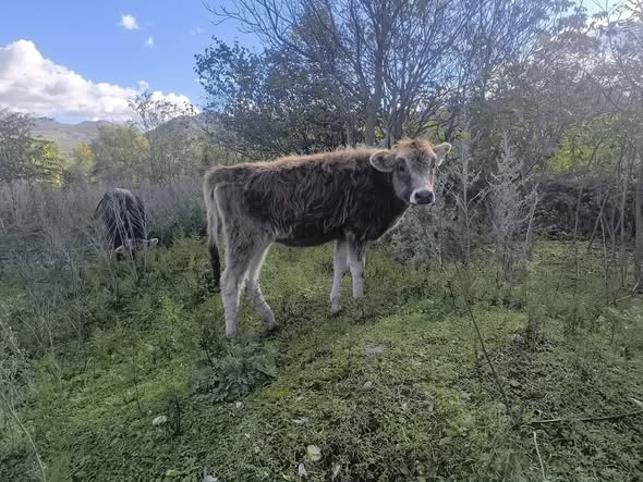 ძროხა, დეკეული