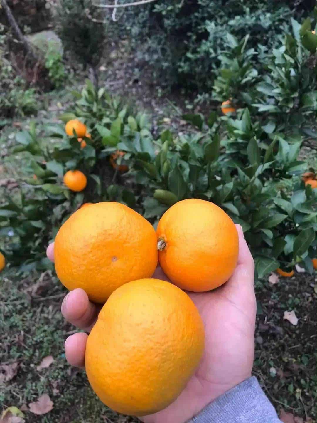 ციტრუსის ნერგები