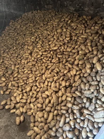 კარტოფილი