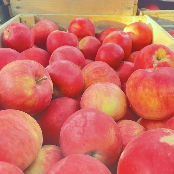 ვაშლი აიდარიდი