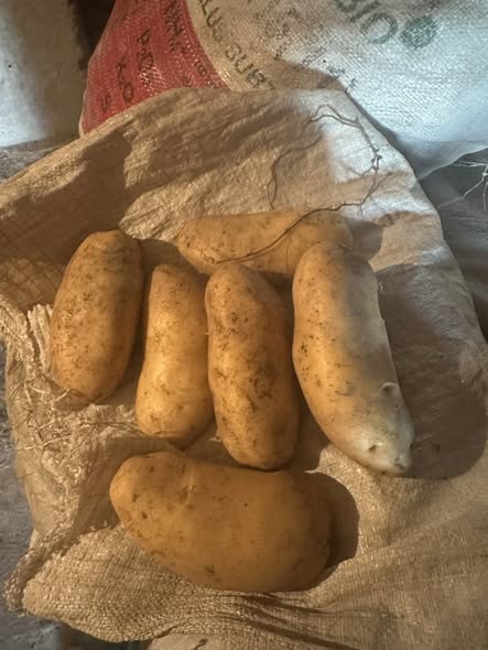 კარტოფილი