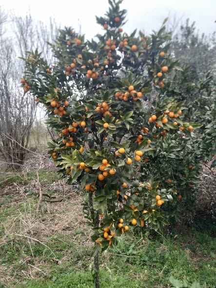 ციტრუსის ნერგები